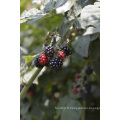 Individuel Quick Freezin-IQF Organic Blackberry Zl-1015